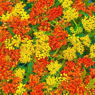 Honey Bee Habitat Flower Garden Grow Kit