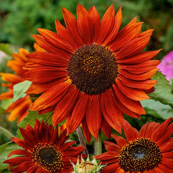 Grow Sunflowers Flower Garden Grow Kit