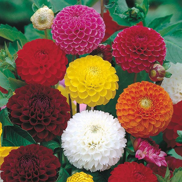 Grow Colors Mixed Flower Garden Grow Kit