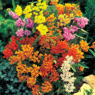 Honey Bee Habitat Flower Garden Grow Kit