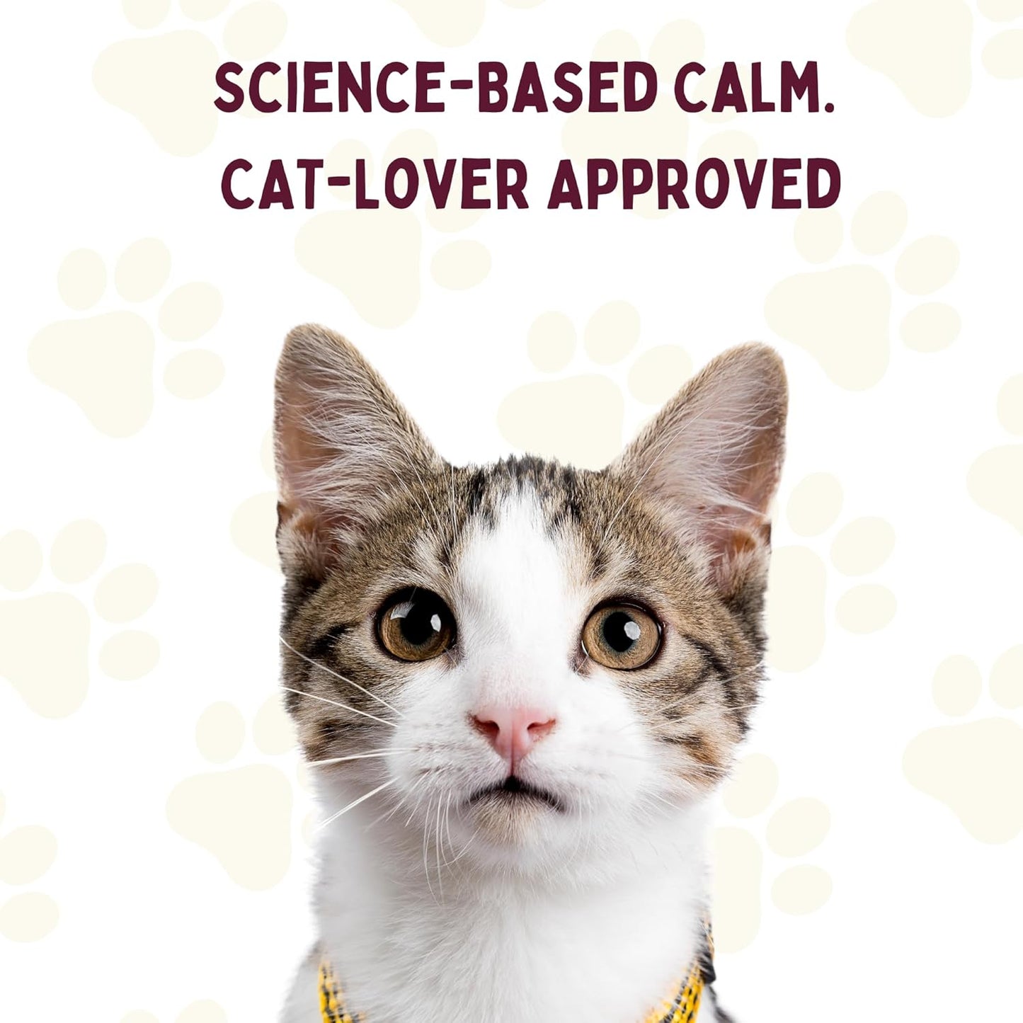 Pawsitive Vibes Inspirational Cat Cards
