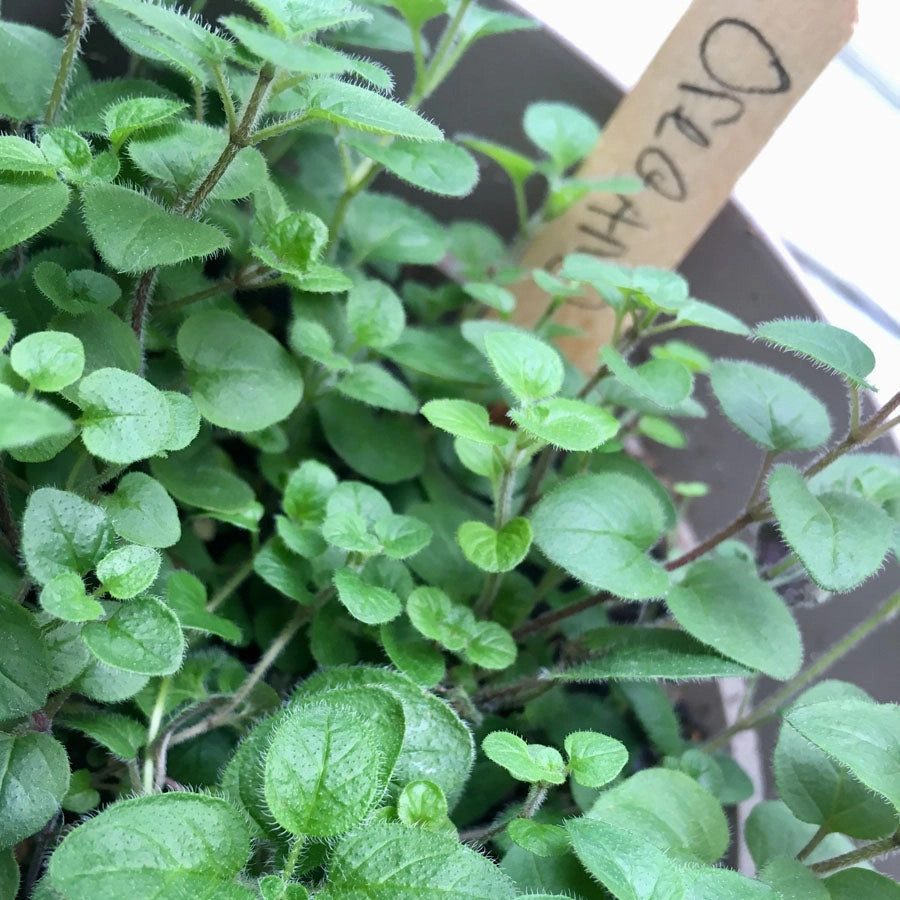 GROW PIZZA Indoor Italian Spice Grow Kit