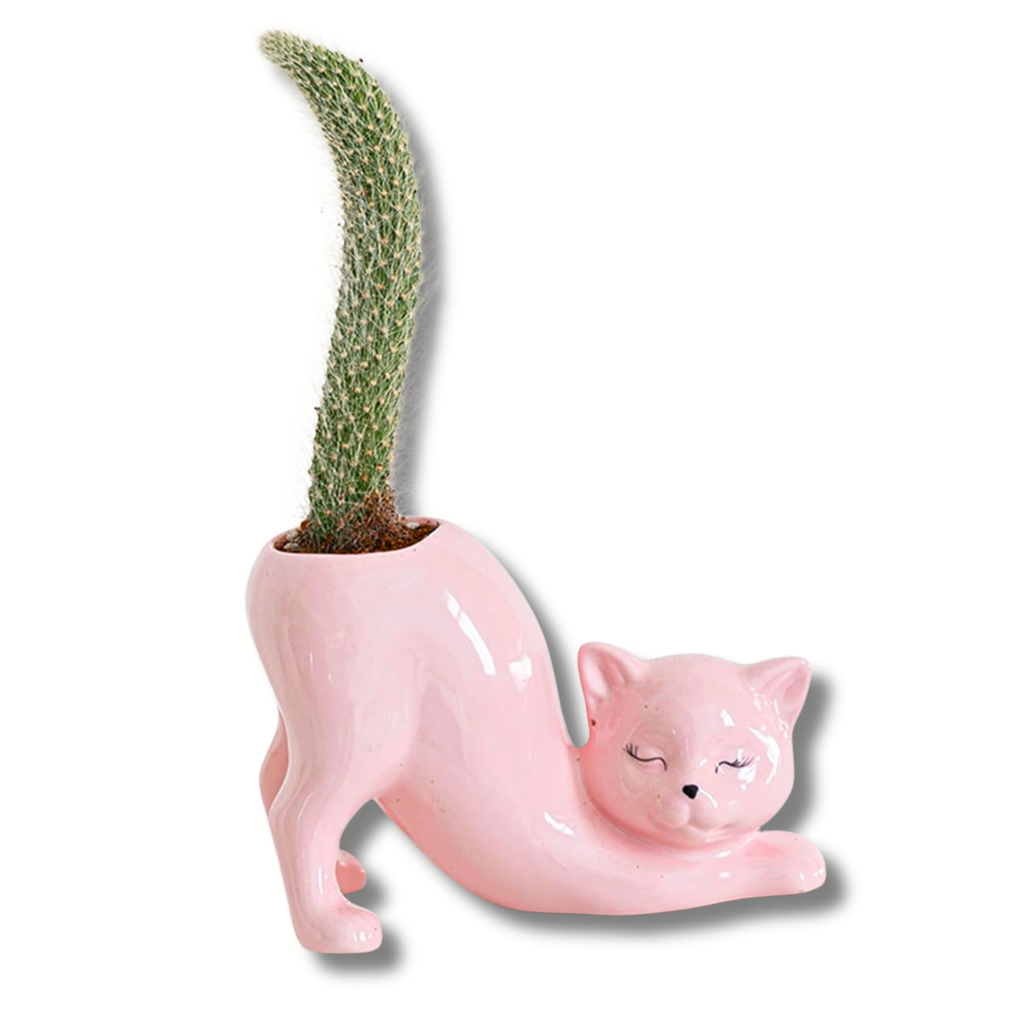 Set of 2 Grow A Tail Cat Theme Planters