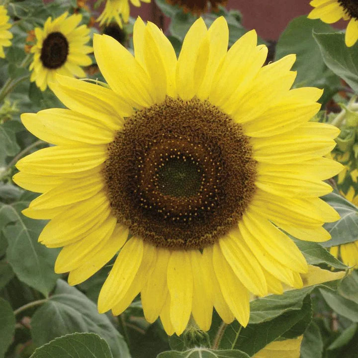 Grow Sunflowers Flower Garden Grow Kit