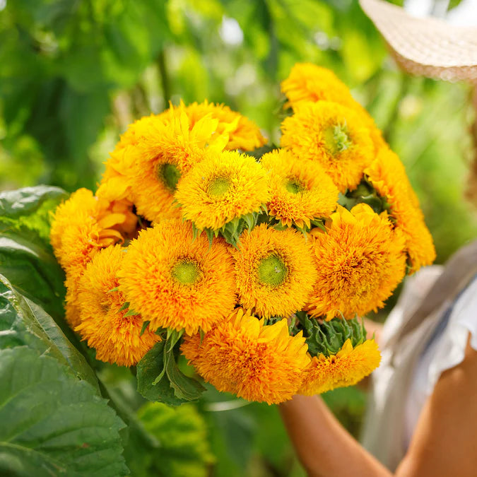 Grow Sunflowers Flower Garden Grow Kit